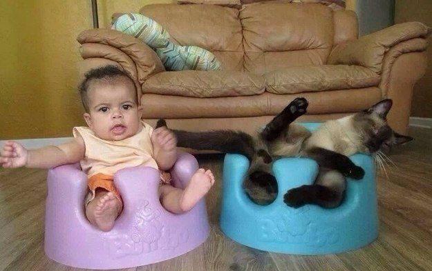Коты и Кошки