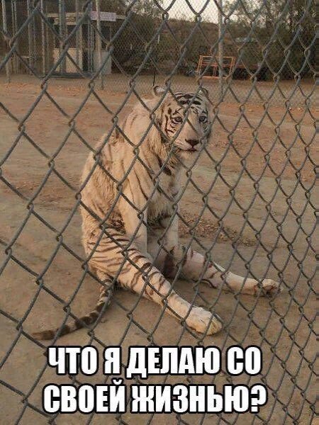 Подборка забавных животных