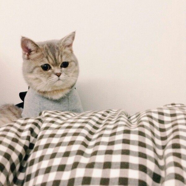 Коты и Кошки