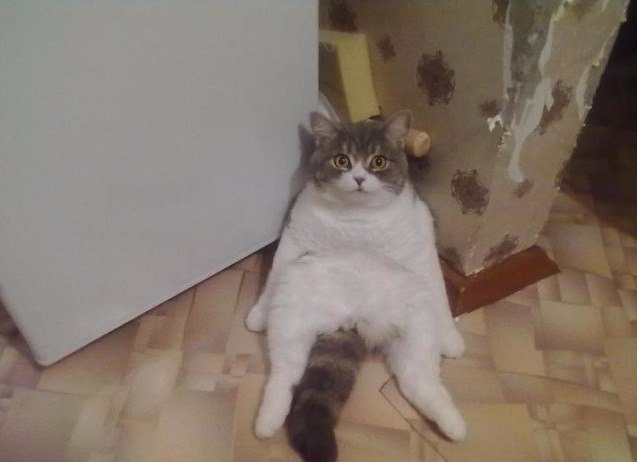 Коты и Кошки