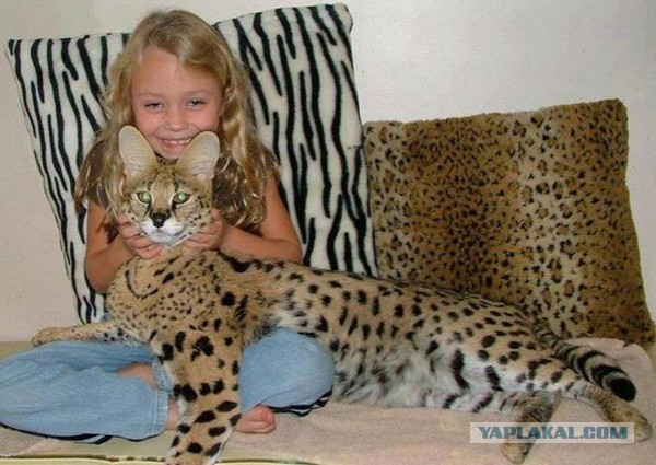 Ушастые кошки