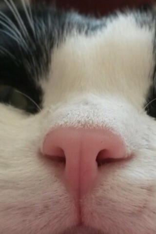 Котовторник 24.04.2018
