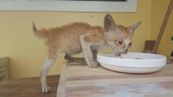 "Не Жилец!" Кошку сбила машина и одинокий котёнок умирал на  дороге...