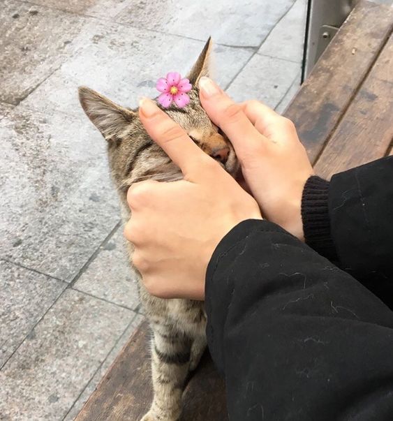 Прикольных котов пост