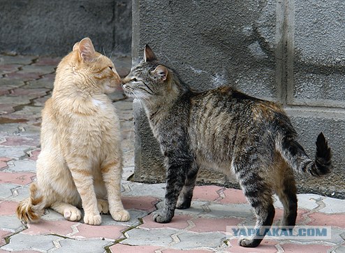 Ура, котовторник! (01.07.2008)