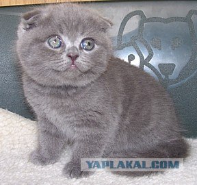 Котовторник на ЯПлакалъ