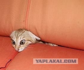 Внимание! На ЯПе КОТОВТОРНИК. 23.09.08.