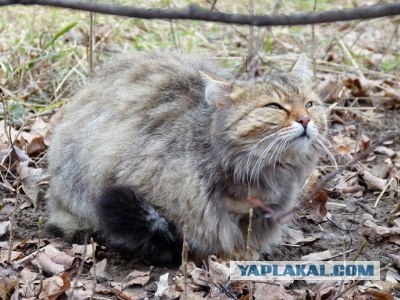 Котовторник!