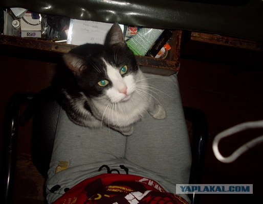 Котовторник объявляется открытым!