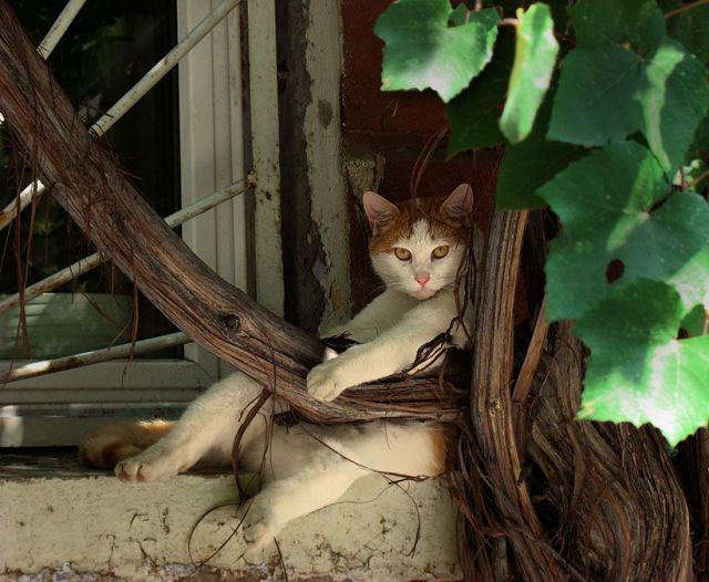 Котовторник: Кошки и ягнёнок