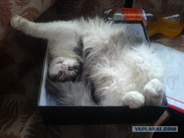 Котовторник 10. 07. 2012