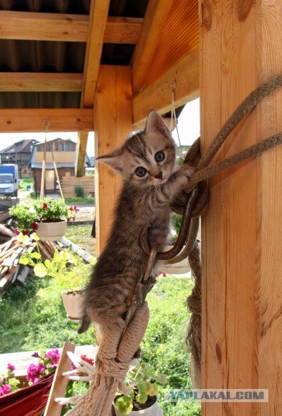 Котовторник 24.07.2012