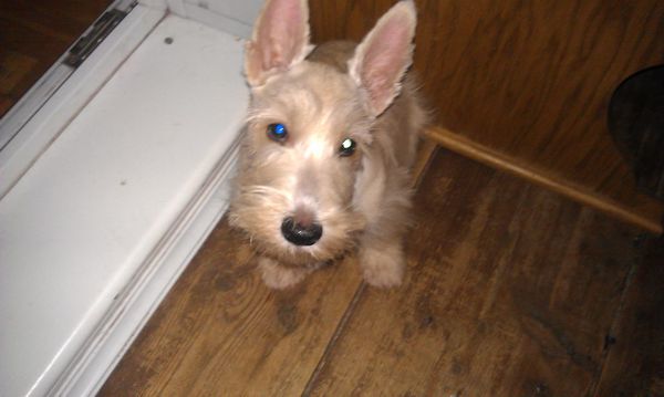 Собакочетверг