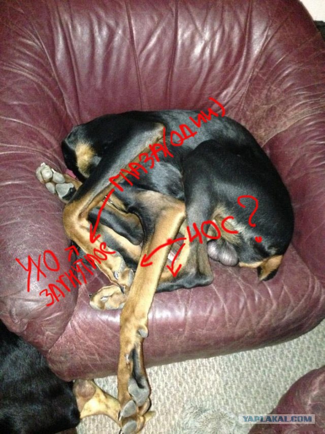 С собакой что-то не так