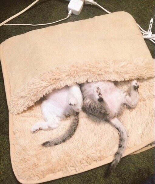 Забавные фото котеек