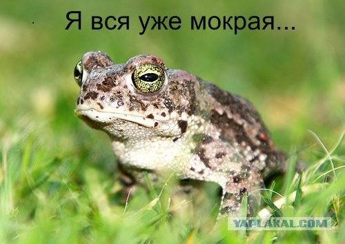 Фантазии на тему рекламы в интернете