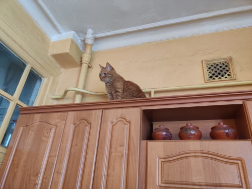 Неприятный вопрос к любителям котиков.