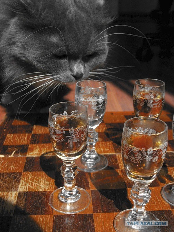 Котенок спит вниз головой (видео)
