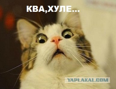 Необычная лягушка, Rain frog