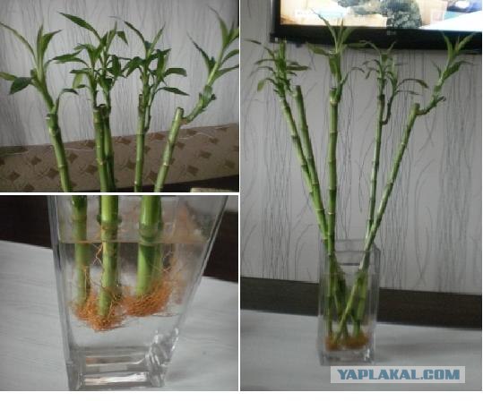 Курица с рисом по-бирмански