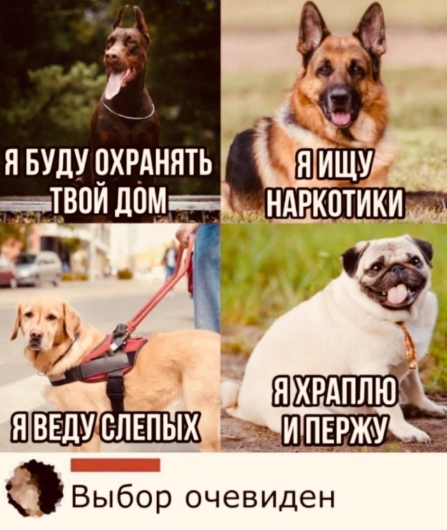 Забавные и веселые картинки