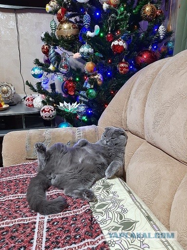 У котов есть два голоса: когда они одни и когда кто-то рядом