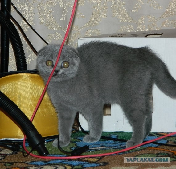 Котовторник  07.05.2013