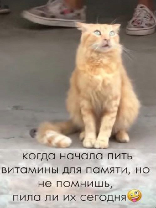 К котовторнику: подборка картинок-баянов с котиками и про котиков. Выпуск 5