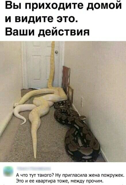*БАЯН*Лето. Как отличить ядовитую от неядовитой змеи.