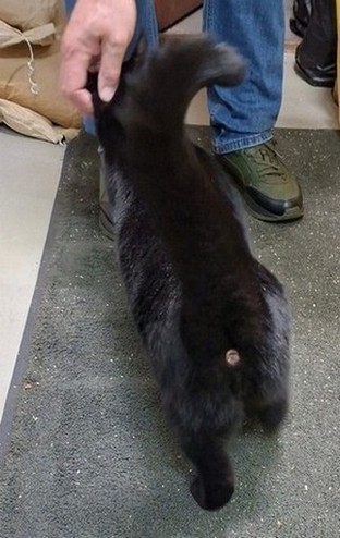 Знакомьтесь, коллеги - Кот Батат!