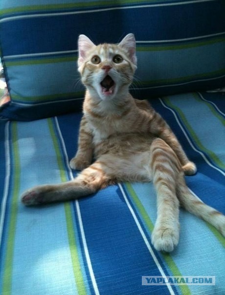 Как правильно помыть кошку