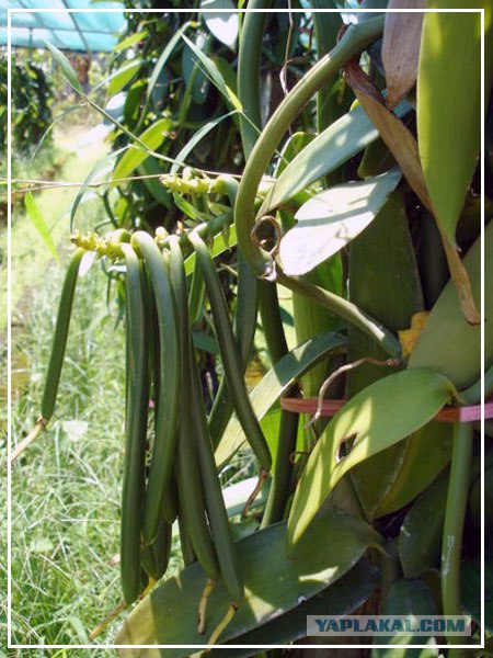 Ваниль (фоты + буквы)