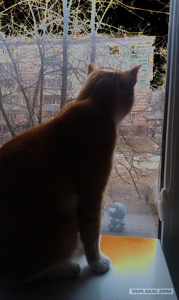 Котовторник  08.04.2014