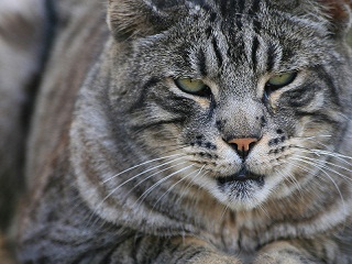 Какая отвратительная рожа!