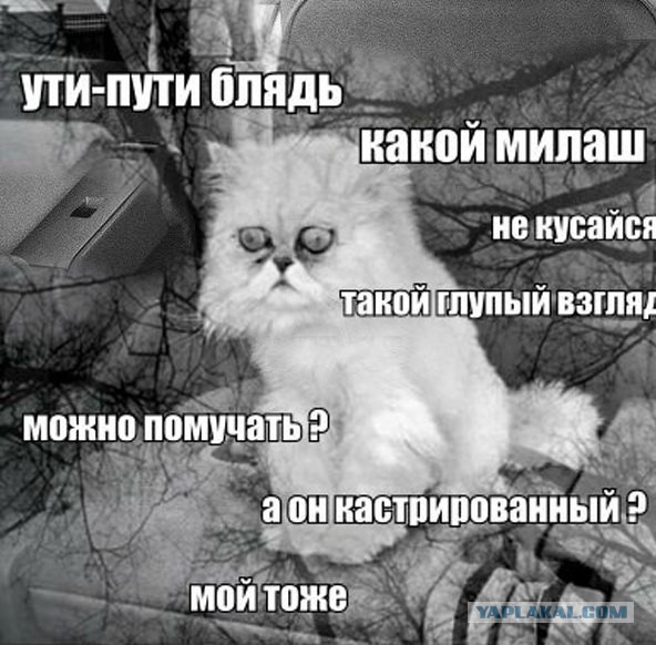 Комменты из соцсетей