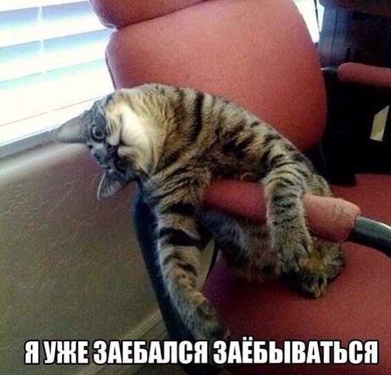 Смешные картинки и комментарии