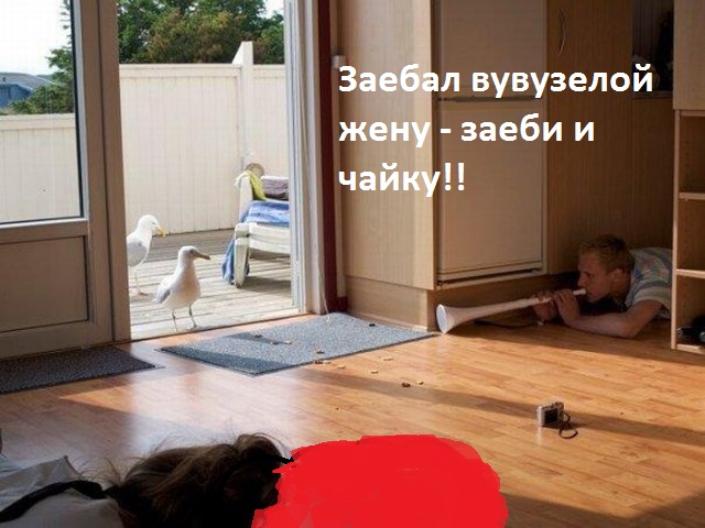 Чайку ждет нежданчик!