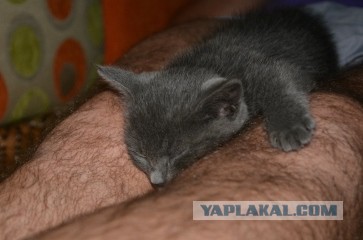 Как спят кошки: интересные факты