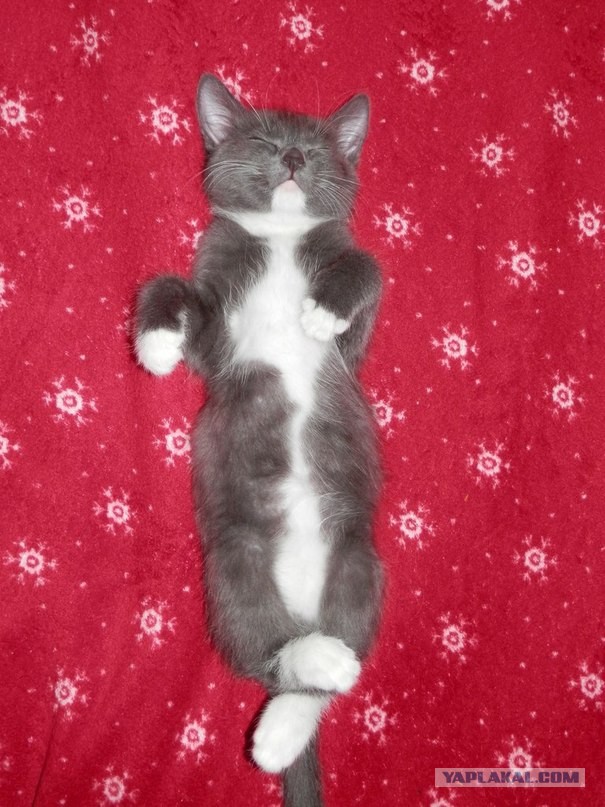 Котовторник 27.01.2015