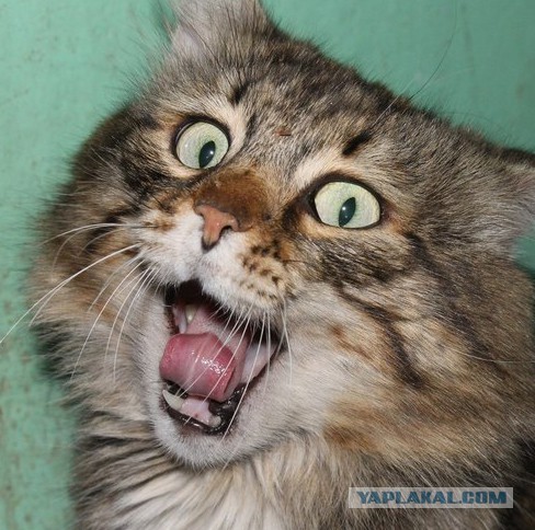 Неизвестное существо