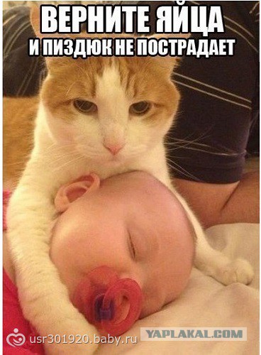 Злые киски