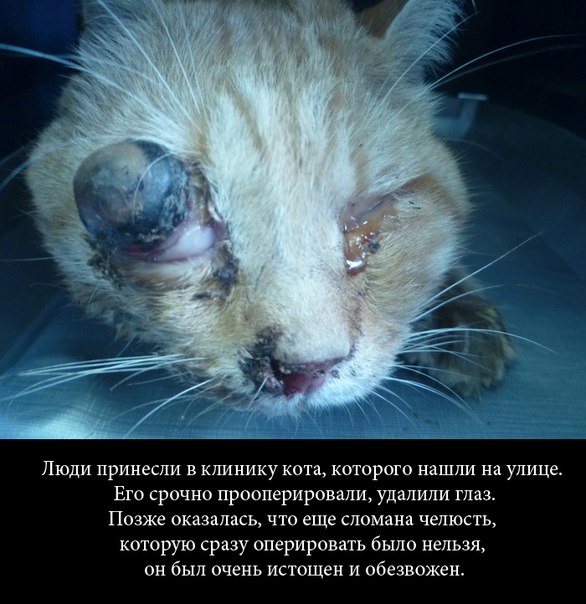 Что может сотворить любовь и забота