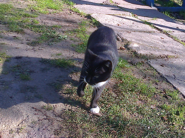 Котовторник 28.04.2015