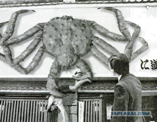 Кокосовый краб, пальмовый вор или...