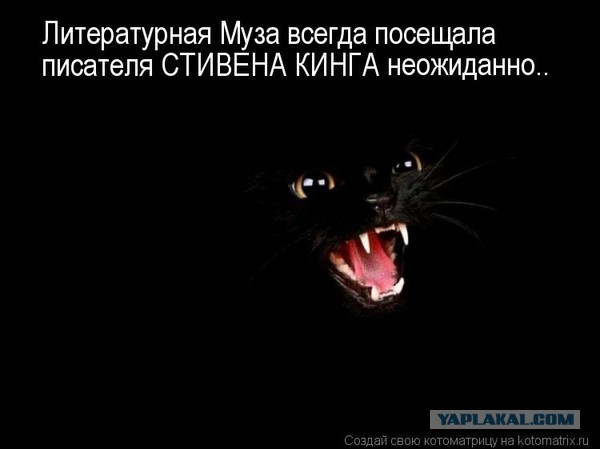 Прикольные коты