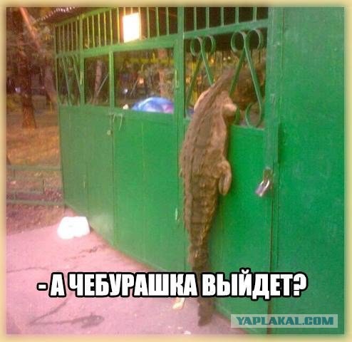 Веселые картинки
