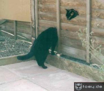 Коты, кошки, котята