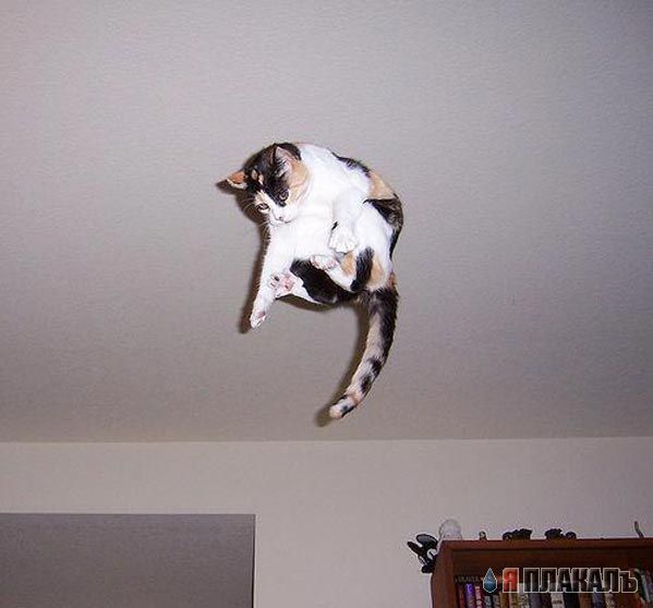 Коты, кошки, котята