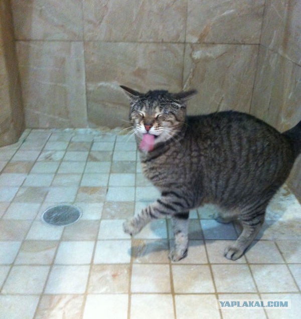Котовторник 22.12.2015
