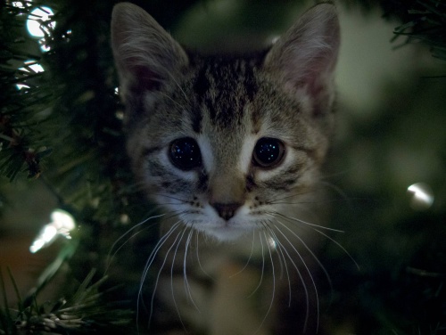 Котовторник